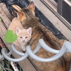 子猫保護しました。生後2ヶ月くらいです。 − 栃木県