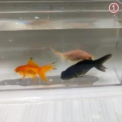 【決定】MIX金魚 3匹 ①