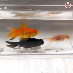 【決定】MIX金魚 3匹 ⑤