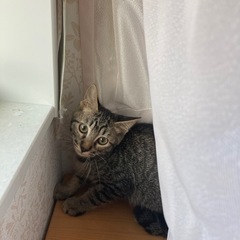 子猫の里親を探しています