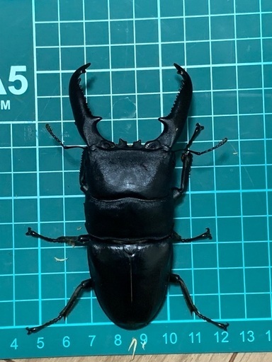 パラワンヒラタクワガタ　106mmペア