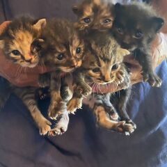 子猫５匹（生後１か月くらい）里親募集