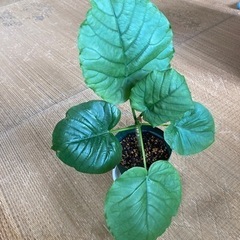 ウンベラータ4 観葉植物