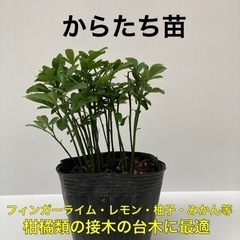 カラタチ苗【レモンや柚子、みかん等の接木台木】1鉢