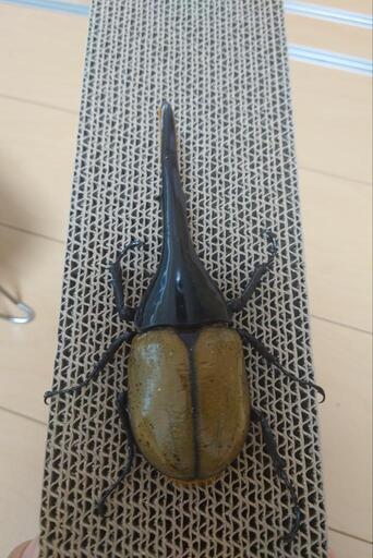 DHヘラクレス①