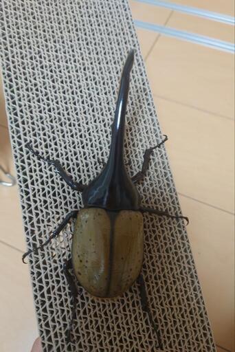 DHヘラクレス②