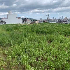庭木の剪定、空き地の草刈り、格安でやります❗️✋ − 岐阜県