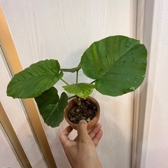 フィカス・ウンベラータ★観葉植物　モスポット