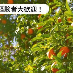 【住み込み/寮費無料】愛媛県八幡浜市保内町でみかんに囲まれ...