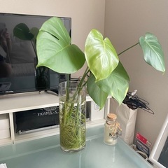 観葉植物　モンステラ　　グリーン