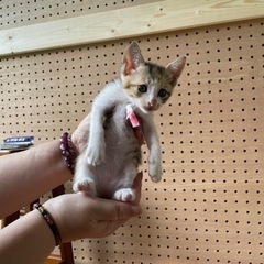 子猫ちゃん里親募集