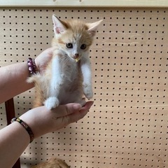 仔猫ちゃん里親募集