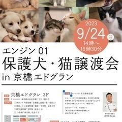 【エンジン01保護犬・猫譲渡会 in 京橋エドグラン】