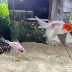 (取引中)金魚2匹 差し上げます。