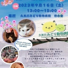 保護猫の譲渡会❤️久米川みどり動物病院（雨天決行）の画像
