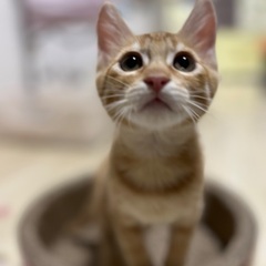 保護猫❤️譲渡会 in ジョイフル本田幸手店