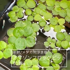 【ネット決済】【水草/メダカ】アマゾンフロッグピット10株