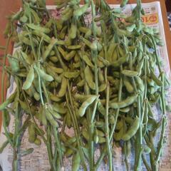 格安  採れたて枝豆  約1,2キロ