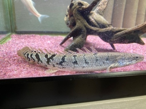デルヘッジロイヤルバンド約20cm 一点物【ポリプテルス】