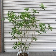 観葉植物・シマトネリコ