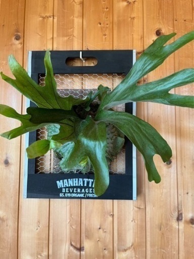 観葉植物　ビカクシダ　板付