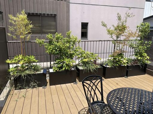 高級植物とプランター5個セット（ばら売り可能）
