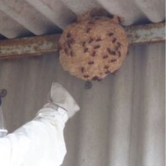 スズメバチや蜂の巣除去
