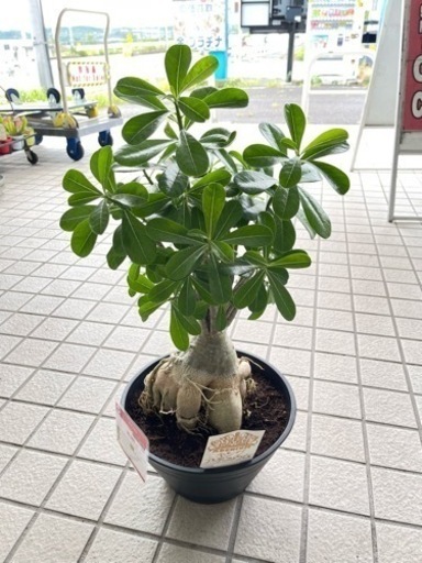 観葉植物 キングアデニウム