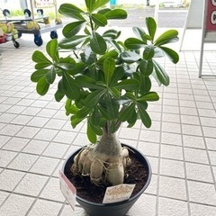 観葉植物 キングアデニウム