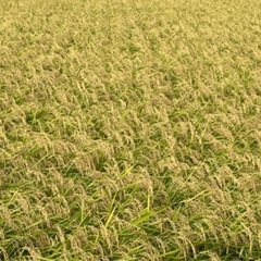 玄米　もち米　千葉産