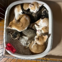 生後2ヶ月の子猫6匹女の子3匹 男の子3匹