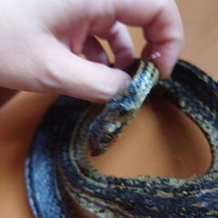 烏蛇、カラス蛇の木乃伊、ミイラ、標本、本物