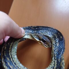 烏蛇、カラス蛇の木乃伊、ミイラ、標本、本物