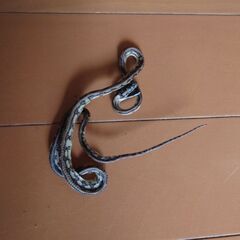 カーペットパイソン、アザンジャガー、蛇の木乃伊、ミイラ、標本、本物