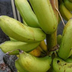 バナナの苗あげます
