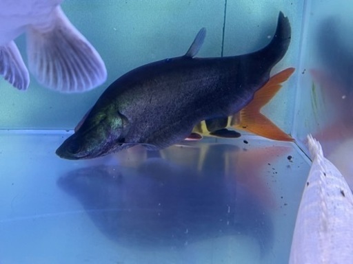 チタラロピス　大型魚　古代魚