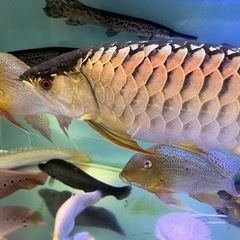 チタラロピス大型魚古代魚 (ima-t) 三鷹のその他の中古あげます・譲ります｜ジモティーで不用品の処分