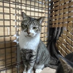 飼い主さんから今月末に殺処分すると連絡がありました。代理投稿