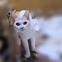 多頭飼育崩壊レスキュー　白系猫ちゃん