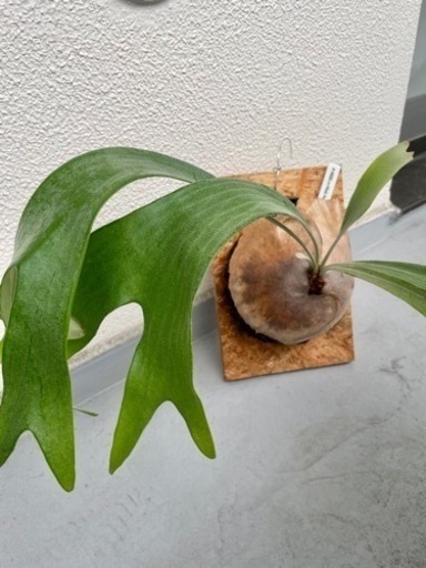 子株付き⭐︎ヒリー　フラハンズ　ビカクシダ　P. hillii cv. hulahands 観葉植物