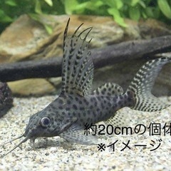 【熱帯魚】【淡水魚】シノドンティスエプタルス　逆さ　ナマズ　熱帯魚