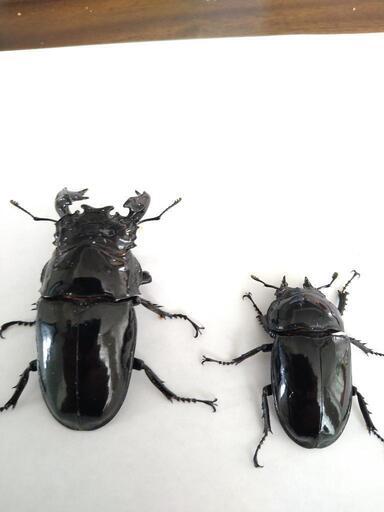 【大型】即ブリ可能　タランドゥスオオツヤクワガタ　ペア　大型