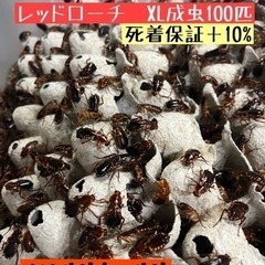 爬虫類の餌、肉食魚の餌レッドローチ XL(成虫)100匹＋10% 