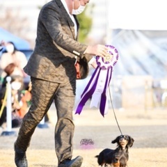 愛犬と一緒にドッグショーデビューしてみませんか？