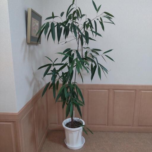 ★大きい　観葉植物