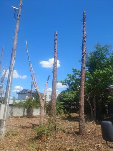 伐採した木の枝葉や幹