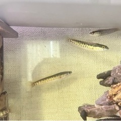 雷魚 ライギョ カムルチー 稚魚 5~6cm