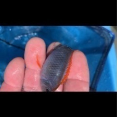 アフリカンシクリッド  Pseudotropheus perspicax red top WILD 6〜7㎝#1