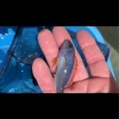 アフリカンシクリッド  Pseudotropheus perspicax red top WILD 6〜7㎝#1