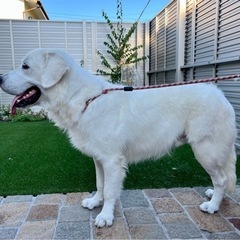 毛色が白の子犬ゴールデンレトリバー - 犬